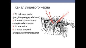 Лицевой нерв: ветви, области иннервации