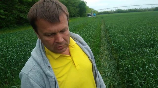 фаза флаг лист озимая пшеница вредитель пьявица