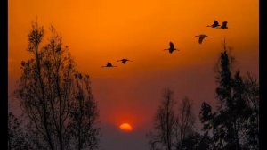 Стих "Журавли"