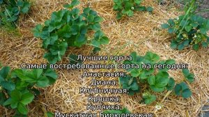 Чем отличается клубника от земляники