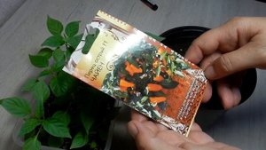 Пересадка Декоративного перца в горшки перец из семян