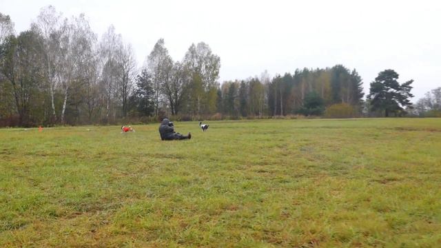 Басенджи RUS DOG'MA PARKER (к) и KILIMANJARO KAISER (б) смотреть онлайн