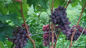 Виноград Фаэтон и Сенатор Павловского 2021г.