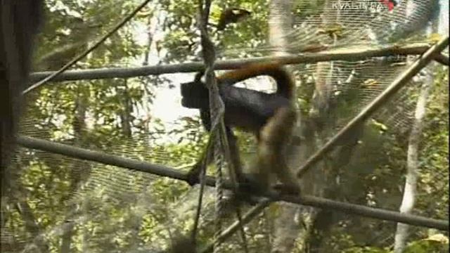 Кито Эквадор Путешествия натуралиста смотреть онлайн