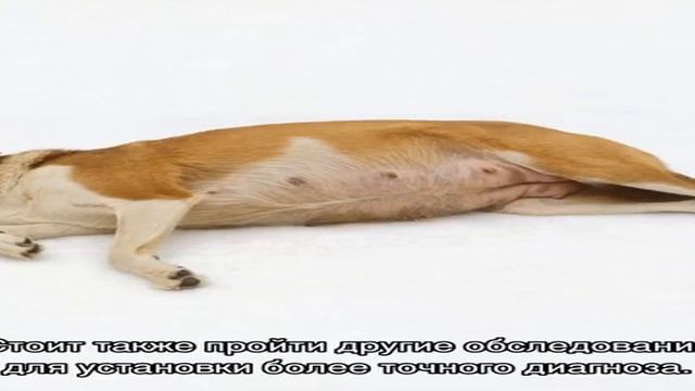 Как понять что собака беременна: признаки на ранних сроках смотреть онлайн