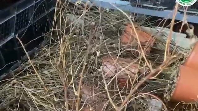 Спирея ГРЕФШЕЙМ. Саженцы-двухлетки ЗКС! смотреть онлайн