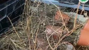 Спирея ГРЕФШЕЙМ. Саженцы-двухлетки ЗКС!