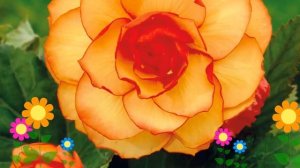 Бегония клубневая (picotee yellow red). Краткий обзор, описание характеристик, где купить луковицы