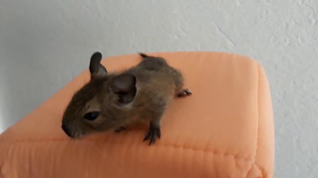 Дегу. Помет А. Familie-degu Агния, самка смотреть онлайн