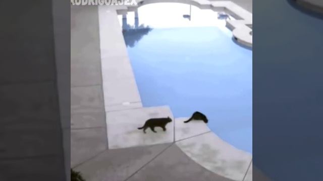 Никакой политики, никаких соплей, цитат, длинных размышлений Просто смешные котики смотреть онлайн