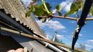 Агротехника для винограда Лидия, уберем двойники и слабые побеги