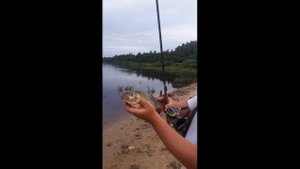 ST. CROIX AVID AVS70MLF2 | Отзыв на спиннинг