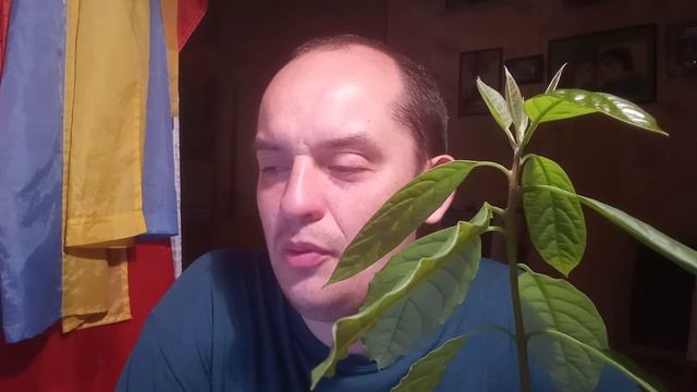 авакадо та рецепти з авакадо Андрій Філін