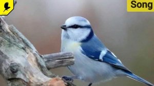 Как поёт белая синица лазоревка? Белая лазоревка, князёк (Cyanistes cyanus)