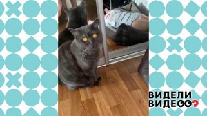 Кот лишился лежанки. Видели видео? Фрагмент выпуска от 17.09.2022