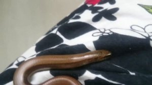 Веретеница ломкая