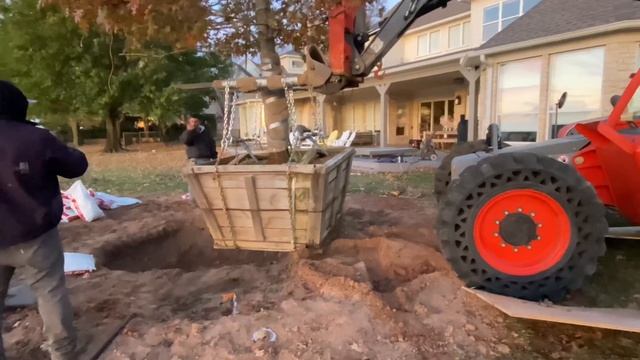 How to Plant a Large Tree (Red Oak 60x60) Red Oak Planting Large Trees How To смотреть онлайн