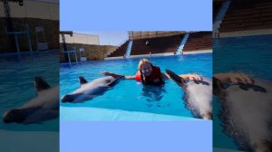 Купание с дельфинами. Дельфинарий в Sharm El Sheikh.