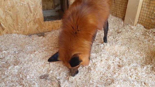 Лисы из Новолисья. Арчи приехал домой. смотреть онлайн