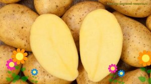 Картофель семенной Садон. Краткий обзор, описание характеристик solanum tuberosum