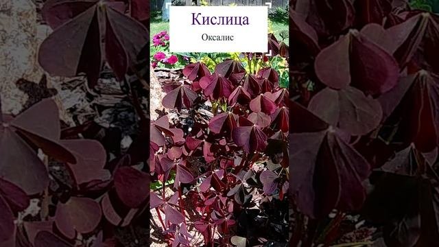 Кислица Оксалис.?