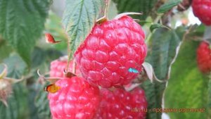 Малина ремонтантная Поляна (rubus idaeus) ? малина Поляна обзор: как сажать саженцы малины Поляна