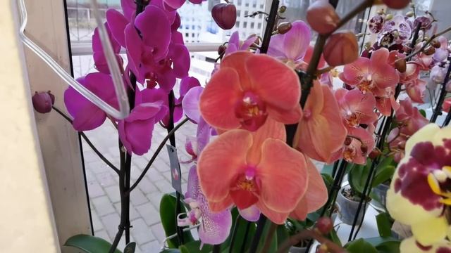 КАЙФУШНЫЙ ОБЗОР новых орхидей в СЦ. Думала меня удивить УЖЕ НЕВОЗМОЖНО. ОШИБАЛАСЬ! смотреть онлайн