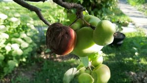 Плодовая гниль - Монилиоз. Способы спасения плодовых деревьев.