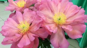 Itoh Peony New Millenium пион ИТО-гибрид Нью Миллениум