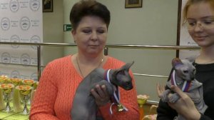 Презентация питомника канадских сфинксов PCA СКАРЛЕТ на Церемонии награждения