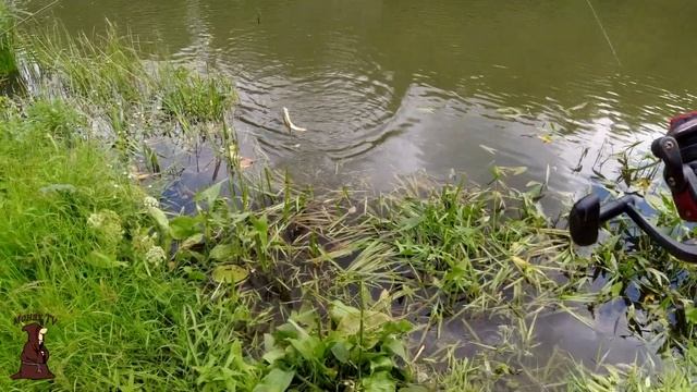 Прощёлкал крупного Окуня Сонная Рыбалка на реке Сок смотреть онлайн