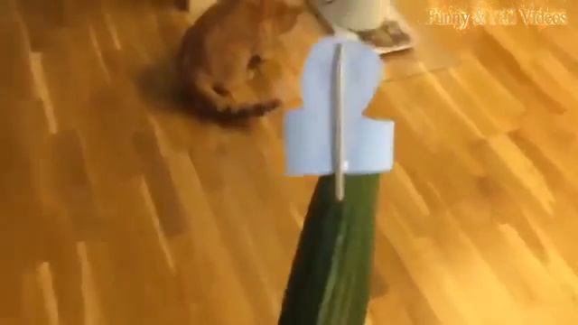 Cats Scared Of Cucumbers Compilation - Part 2 - Cats Vs Cucumbers - Funny Cats 2016
