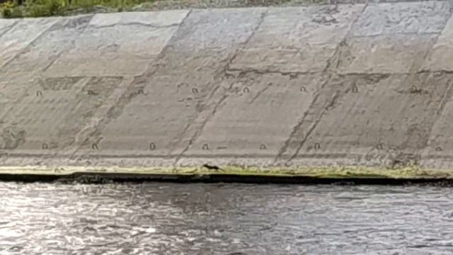 Зверек смотреть онлайн