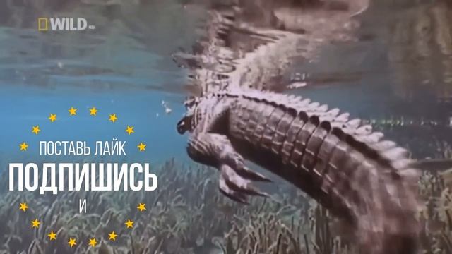 Животные которые убили множество людей смотреть онлайн