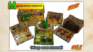 Муравьиные новости #4.1 ● Обзор всех колоний