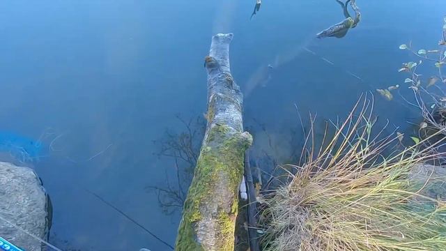 Рыбалка на окуня на спиннинг с берега осенью.
