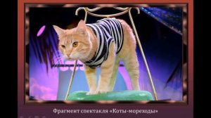 Театр кошек Куклачева.mp4