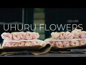 Роза 50см., сорт Tsumugi | Плантация Uhuru Flowers, Кения