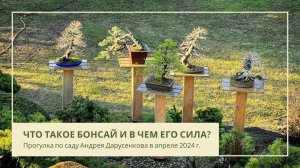 Что такое бонсай и в чем его сила?