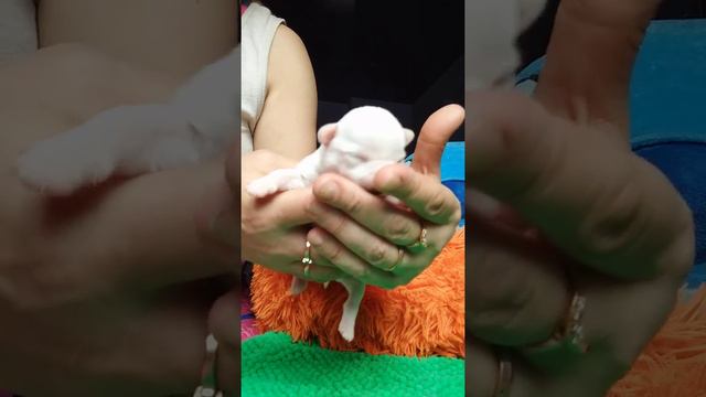 Знакомьтесь белая девочка чихуахуа Энигма Ле-Фети Кастропуло Крым Симферополь продажа щенков