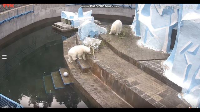 Мишки разбираются с ветками 10.06.2020 смотреть онлайн