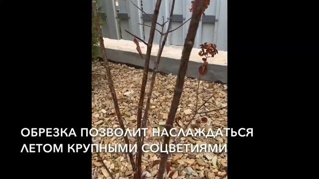 Осенняя обрезка сада | Обрезка гортензий, роз, кустарников, спирей | Крупные соцветия гортензий