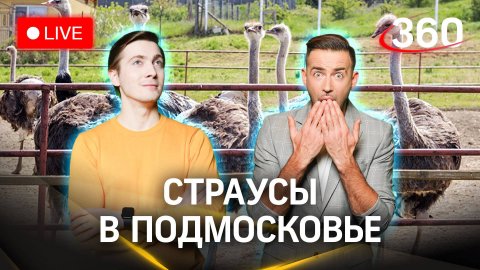 Погода 360: страусиная ферма в Подмосковье и сбор макулатуры | Шубенков. Хохлов