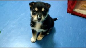 Щеночки ОЧЕНЬ ЖДУТ своих ХОЗЯЕВ/Приют Полянка/СПБ