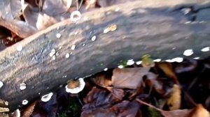 The Turkey Tail Bracket Fungus (Trametes versicolor)