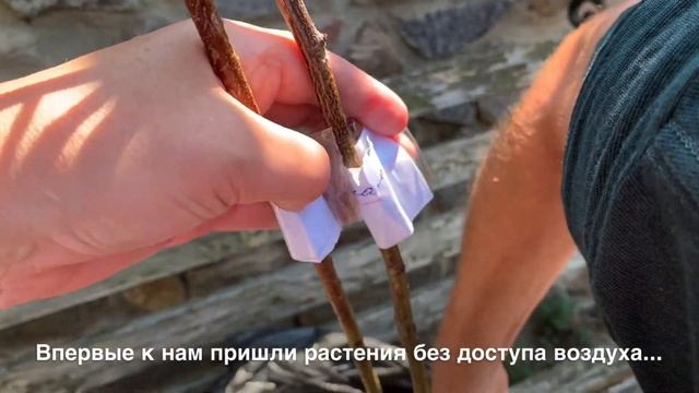 Наши неудачи: личинки хруща съели корни молодых хвойных и посылка с розами без доступа воздуха ? смотреть онлайн