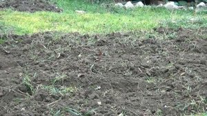 ИСПЫТАНИЕ - фреза - ротоватор и лапки с утяжелителем (мотоблок)
