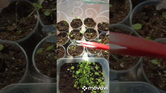 Пикировка гейхеры из самосборных семян