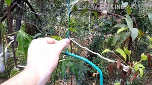 Пасифлора Индиго.Цветение Пассифлоры Индиго и плодоношение