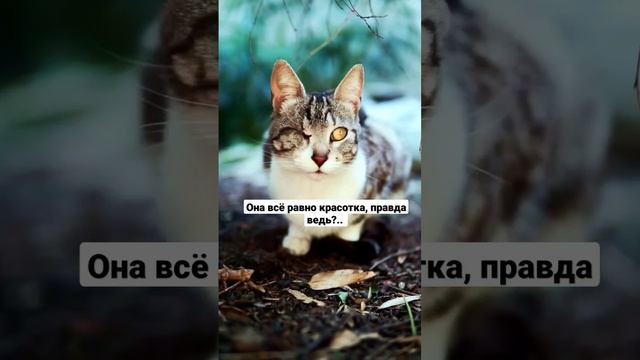 Кошка с одним глазом. @1Animals_SoUNd